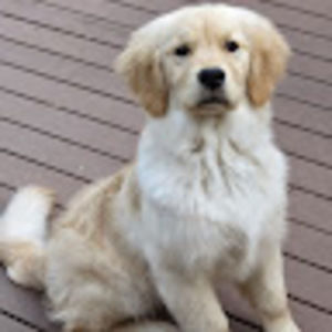 Meet your Posher, Kora